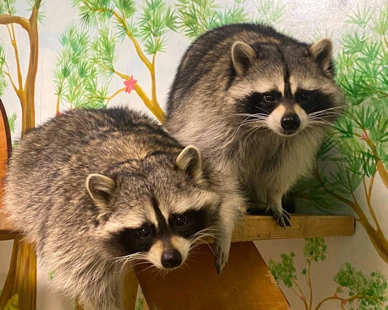 Галерея Дом енотов, превью изображения 4