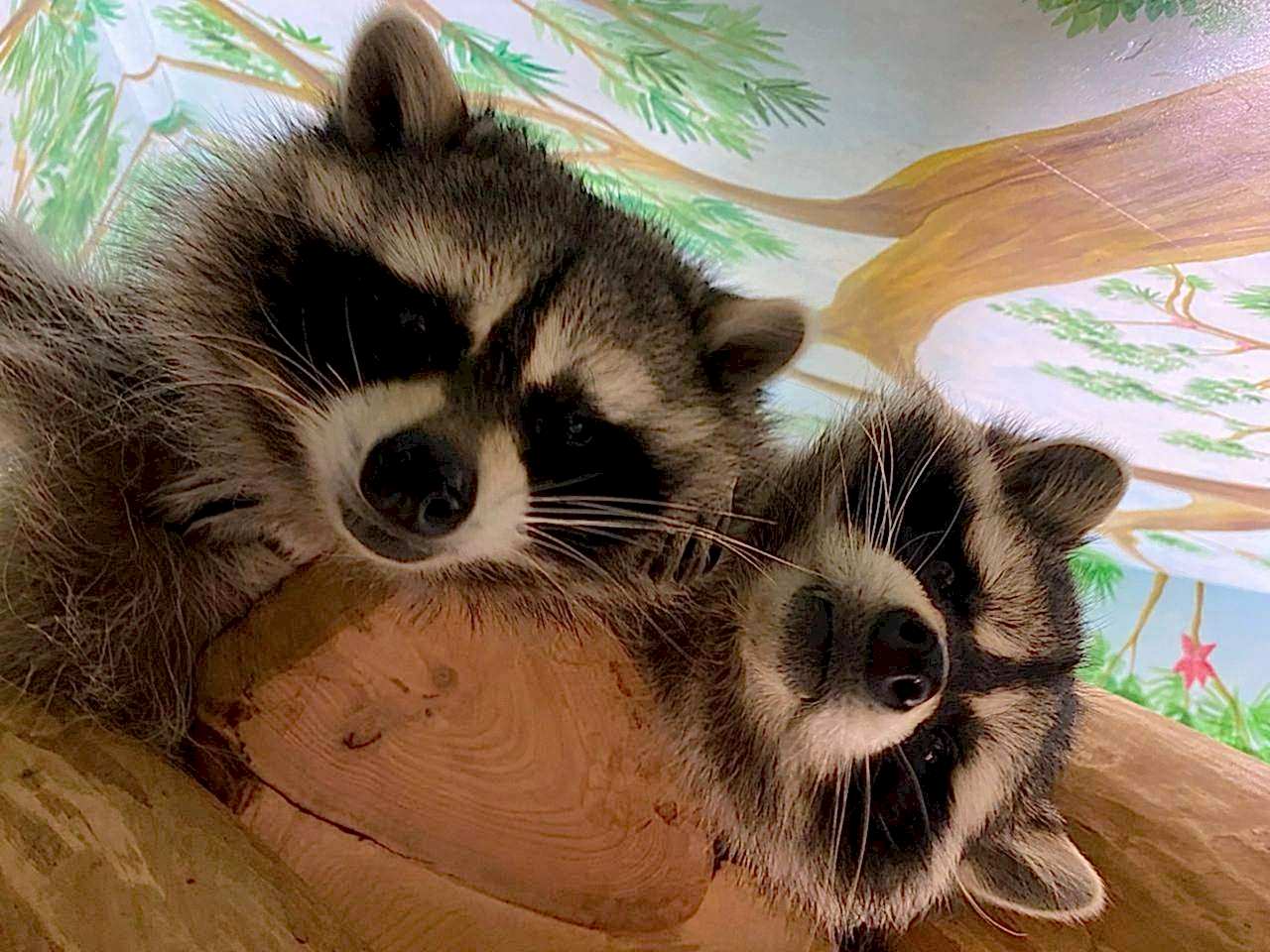 Галерея Дом енотов, превью изображения 6