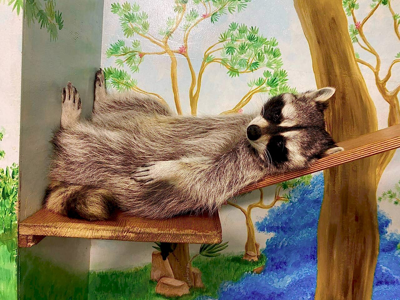 Галерея Дом енотов, превью изображения 2