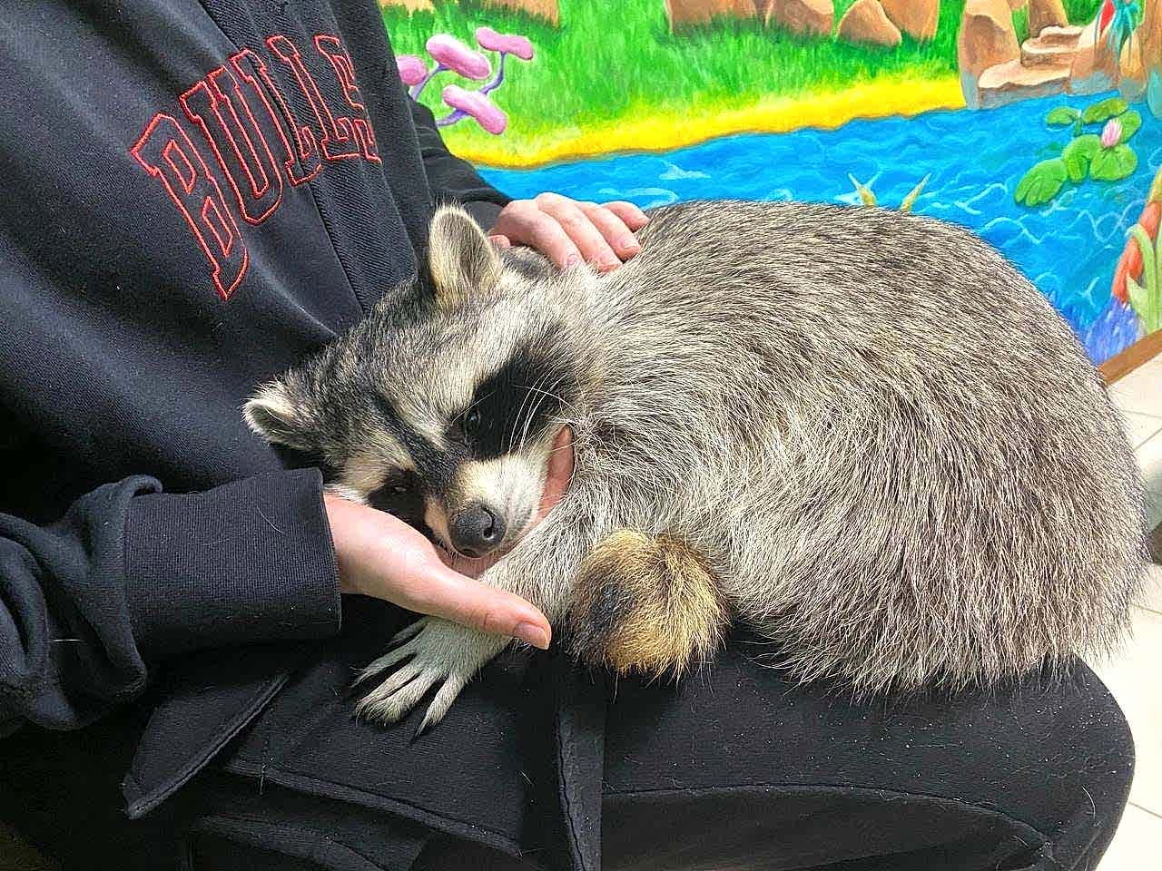 Галерея Дом енотов, превью изображения 8