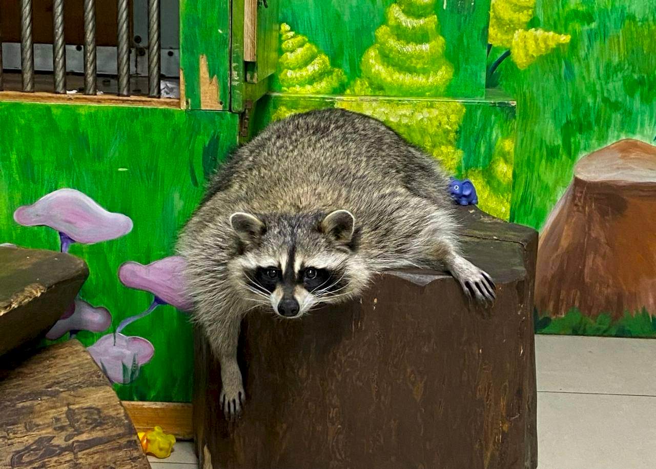 Галерея Дом енотов, превью изображения 9